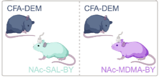 Нейробиологическое исследование эмпатии Нейробиологическое исследование эмпатии